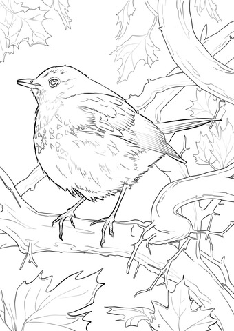 Hermit Thrush Coloring Page